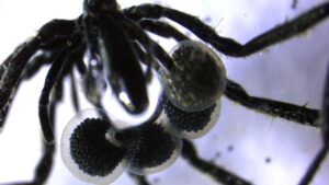 First Methane-Powered Sea Spiders Discovered in Ocean Depths