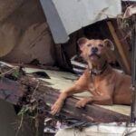Texas Dog’s Rescue Sparks Hope Amid Flood Devastation