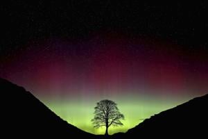 Two Men Sentenced to Over Four Years for Felling Iconic Tree