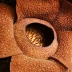 Conservationists Triumph After 13-Year Quest for Rare Flower