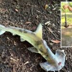 Disc Golfers Stunned by Osprey Dropping Hammerhead Shark in Woods