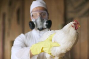 First Human Death from Rare H5N5 Bird Flu Strain Reported