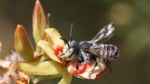 New Australian Bee Named After Netflix’s Lucifer Series