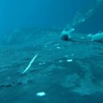 Scientists Capture Stunning Footage of Remoras Surfing Humpbacks