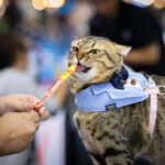 Thailand Hosts Thrilling Speed Eating Contests for Pets