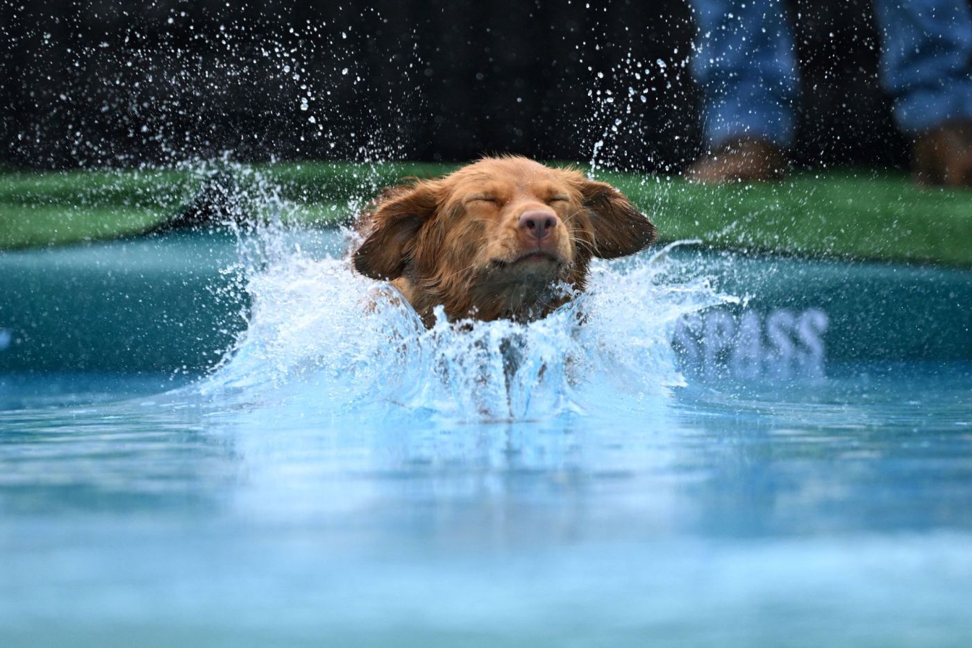 Elderly Dogs Falling into Pools: Causes and Solutions Explored
