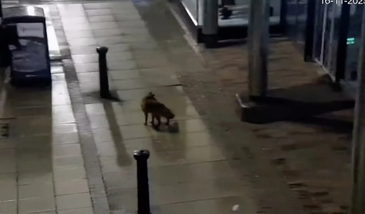 Fox and Otter Explore Empty Streets in Lincoln, U.K.