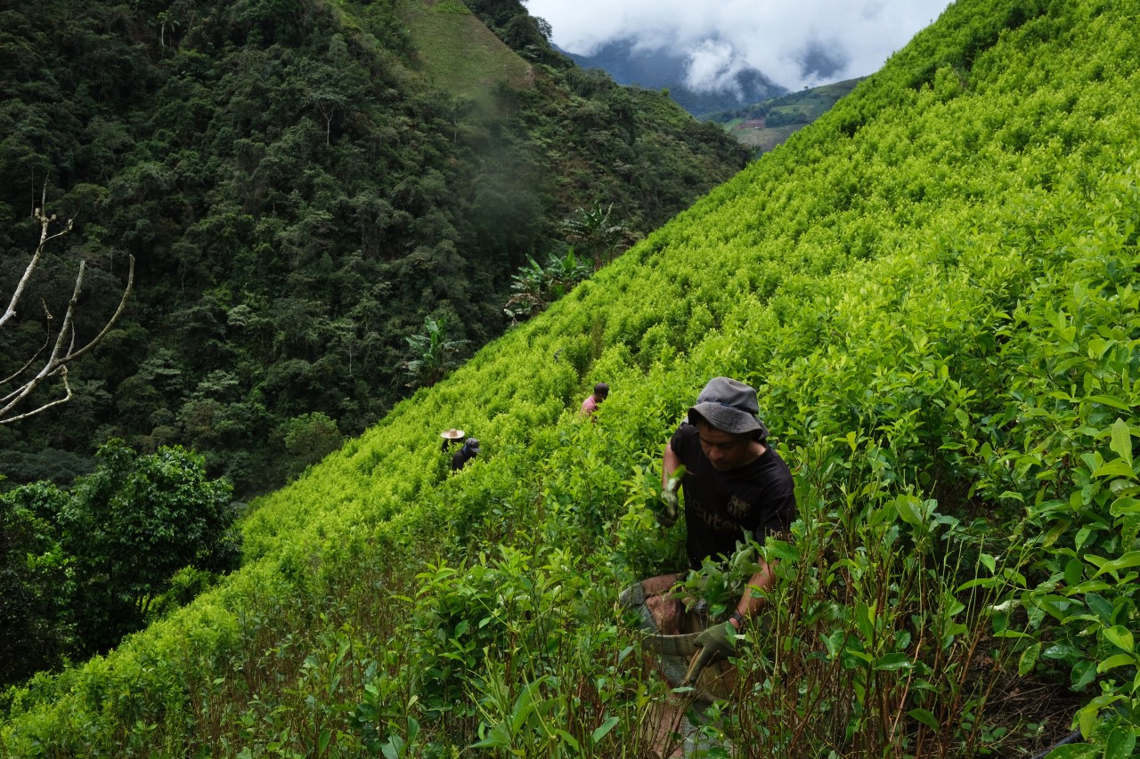 Colombia’s President Visits White House Amid Rising Cocaine Production